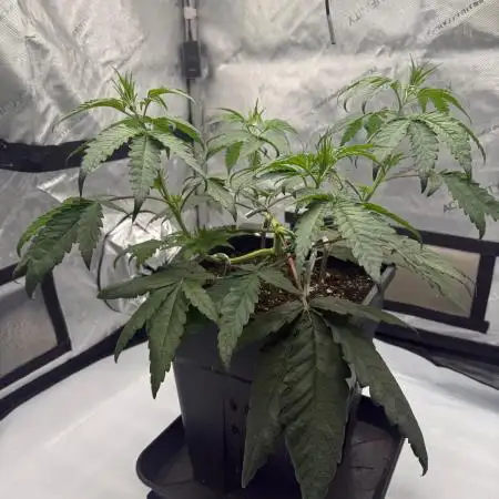 Papaya Sour Spritz - Green House Seeds