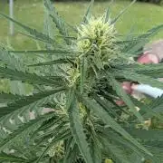 Strawberry Banana Auto - Outdoor