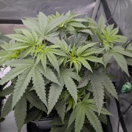 Gorilla Runtz - Seedsman
