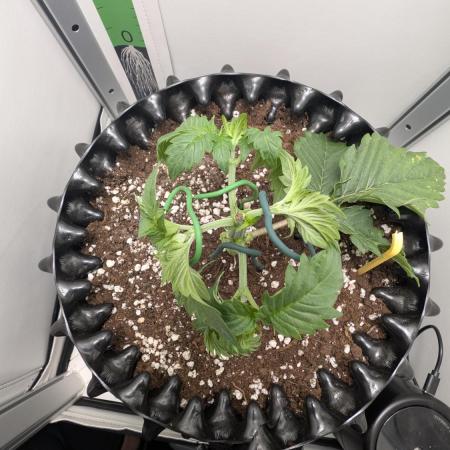 Hindu Kush | VGrow - Advanced Nutrients