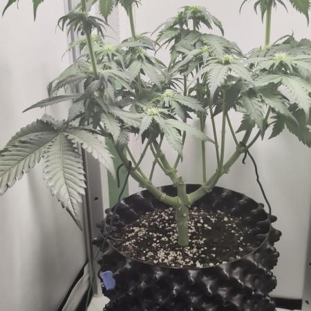 Hindu Kush | VGrow - Advanced Nutrients