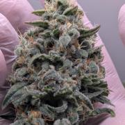 Hindu Kush | VGrow - Advanced Nutrients
