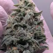 Hindu Kush | VGrow - Advanced Nutrients
