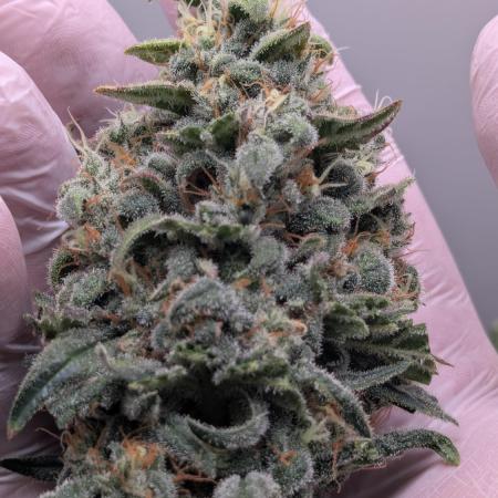Hindu Kush | VGrow - Advanced Nutrients