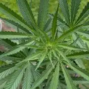 Strawberry Banana Auto - Outdoor