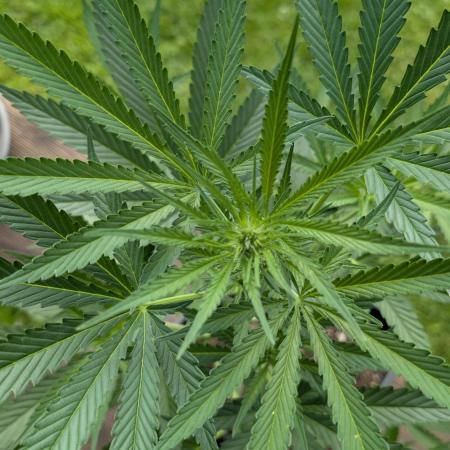 Strawberry Banana Auto - Outdoor