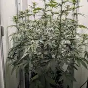 Pineapple Pulse Auto