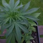 Strawberry Banana Auto - Outdoor