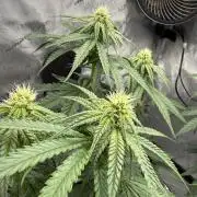 Papaya Sour Spritz - Green House Seeds