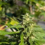Auto Super Skunk - Outdoor