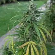 Auto Super Skunk - Outdoor