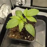 Blue Zushi - Ganja Farmer