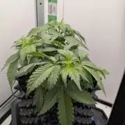 Hindu Kush | VGrow - Advanced Nutrients