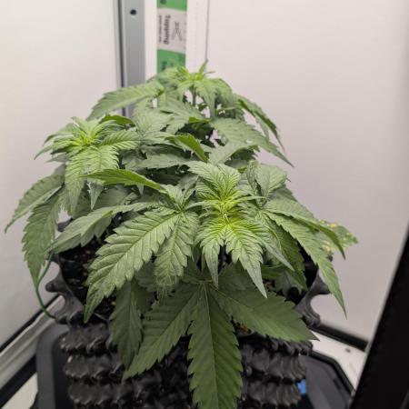 Hindu Kush | VGrow - Advanced Nutrients