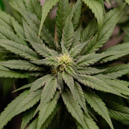 Golosa - Contest Grow - Delicious Seeds