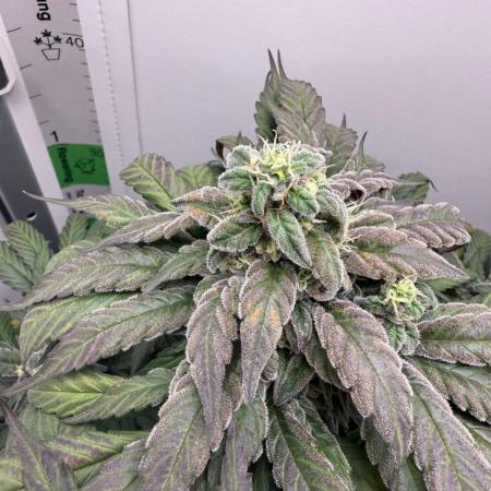 Golosa - Contest Grow - Delicious Seeds