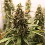 Pineapple Pulse Auto