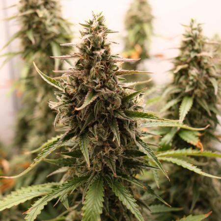 Pineapple Pulse Auto