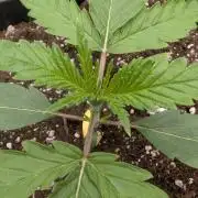 Papaya Sour Spritz - Green House Seeds
