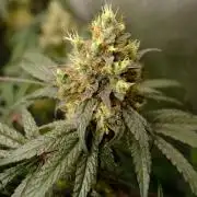 Gorilla Runtz - Seedsman