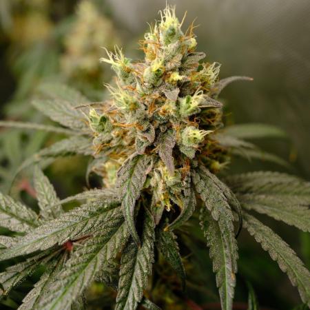 Gorilla Runtz - Seedsman