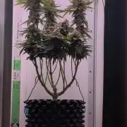 Hindu Kush | VGrow - Advanced Nutrients