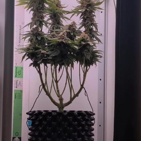 Hindu Kush | VGrow - Advanced Nutrients