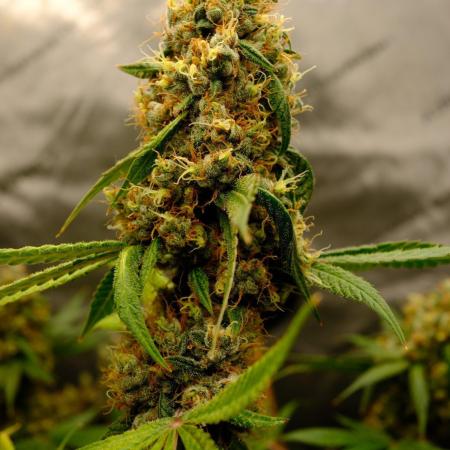 Blue Zushi - Ganja Farmer