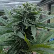 Sunset Sherbet - Living Soil Kompost
