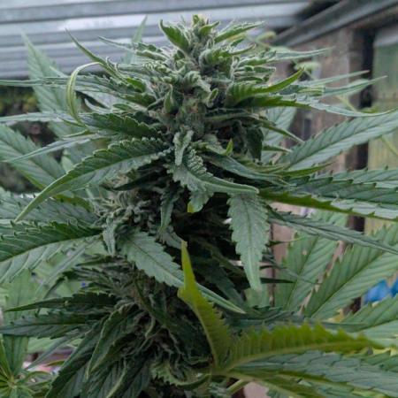 Sunset Sherbet - Living Soil Kompost