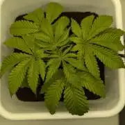 Mimosa x Orange Punch | Autopot - Athena