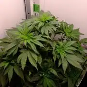 Golosa - Contest Grow - Delicious Seeds