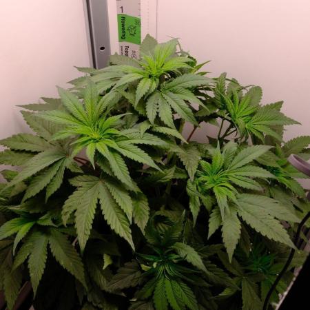 Golosa - Contest Grow - Delicious Seeds