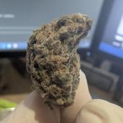 Mimosa x Orange Punch | Autopot - Athena