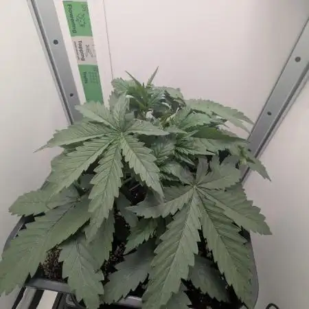 Pineapple Pulse Auto