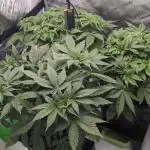 Frozen Black Cherry