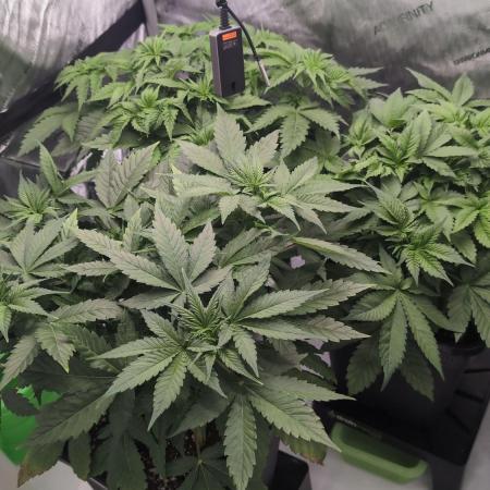 Frozen Black Cherry