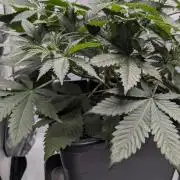 Blue Zushi - Ganja Farmer