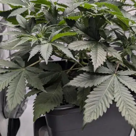 Blue Zushi - Ganja Farmer