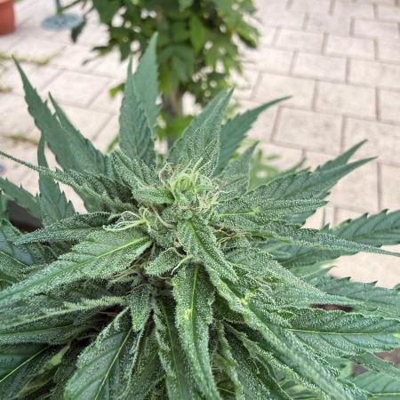 Sunset Sherbet - Living Soil Kompost