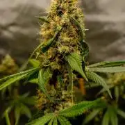 Blue Zushi - Ganja Farmer