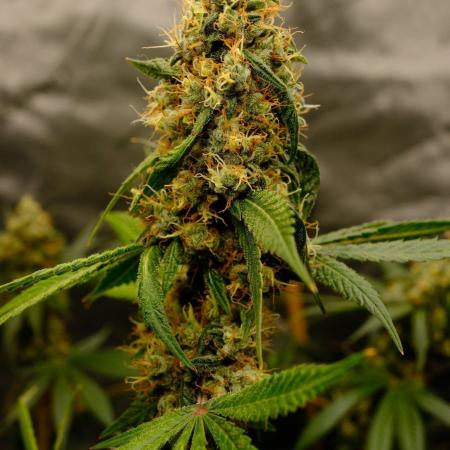 Blue Zushi - Ganja Farmer