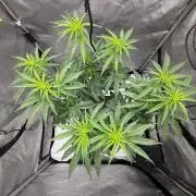 Papaya Sour Spritz - Green House Seeds