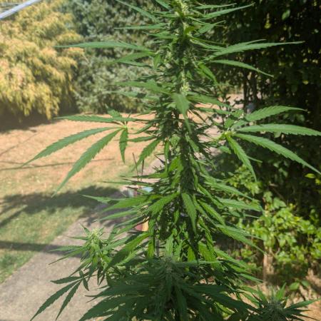Auto Super Skunk - Outdoor