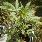 Auto Super Skunk - Outdoor