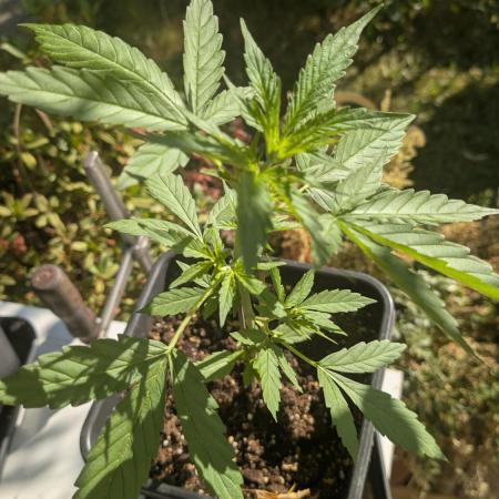 Auto Super Skunk - Outdoor