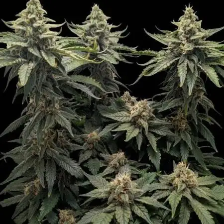 Hindu Kush | VGrow - Advanced Nutrients