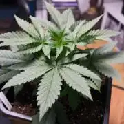Gorilla Runtz - Seedsman