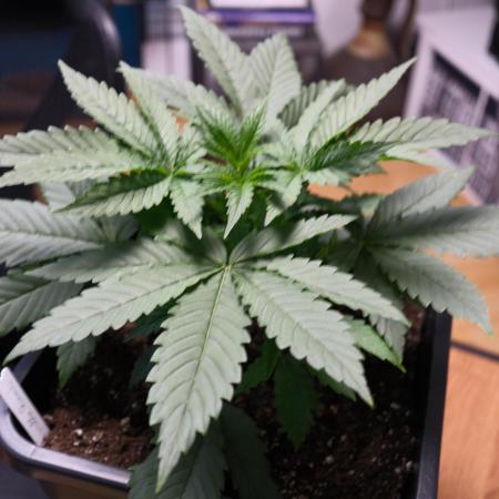 Gorilla Runtz - Seedsman
