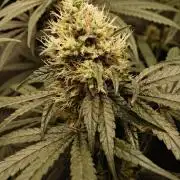 Gorilla Runtz - Seedsman